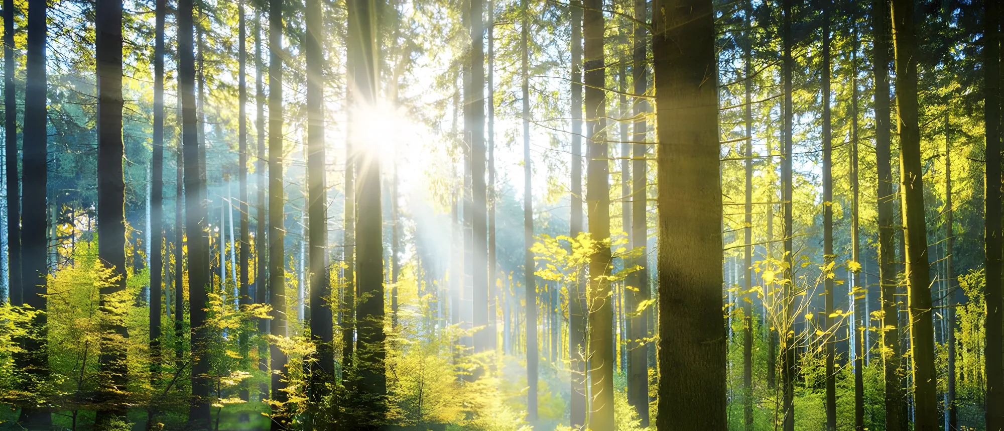 Floresta plantada com luz do sol entre as árvores