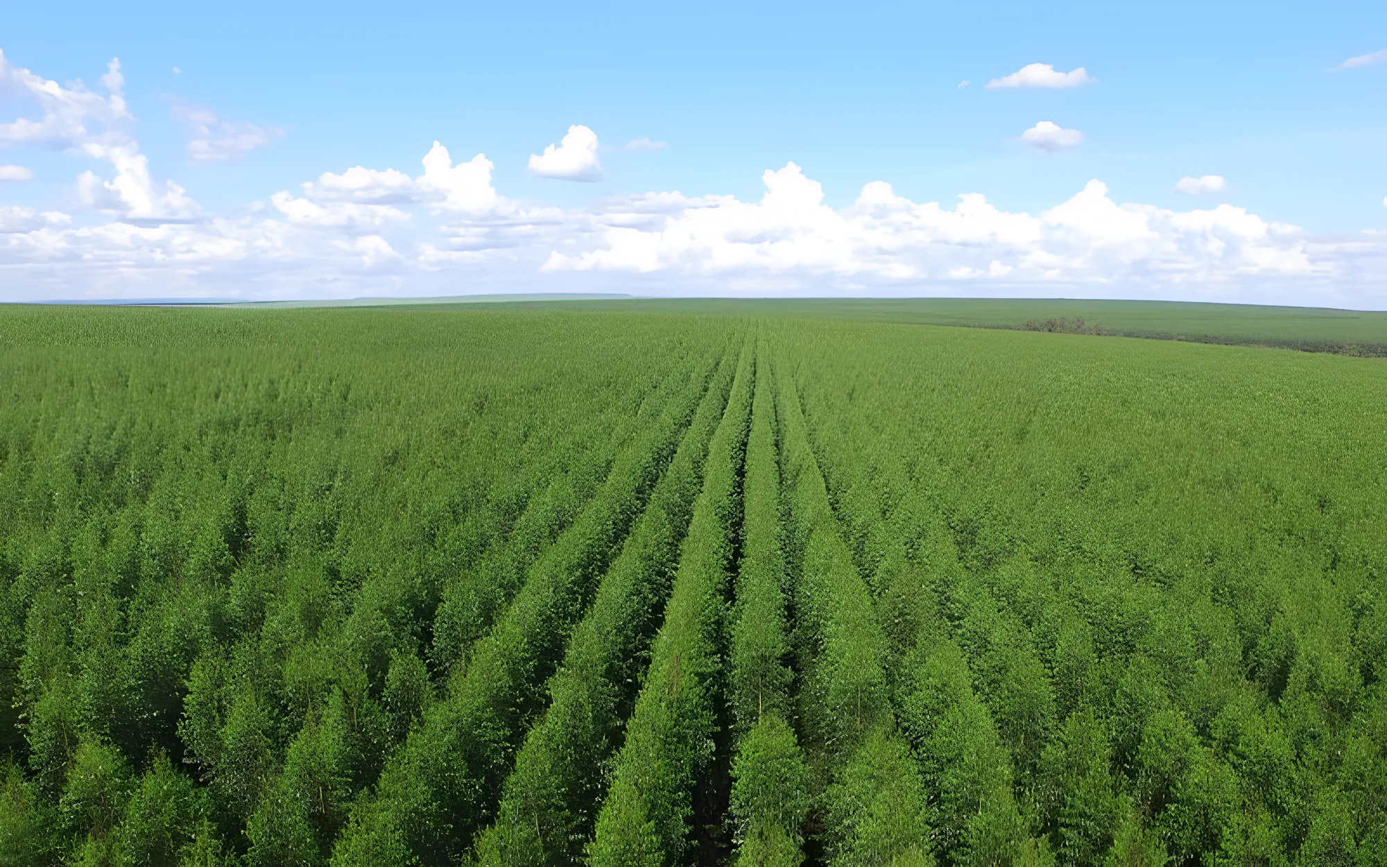 Larssen Florestal