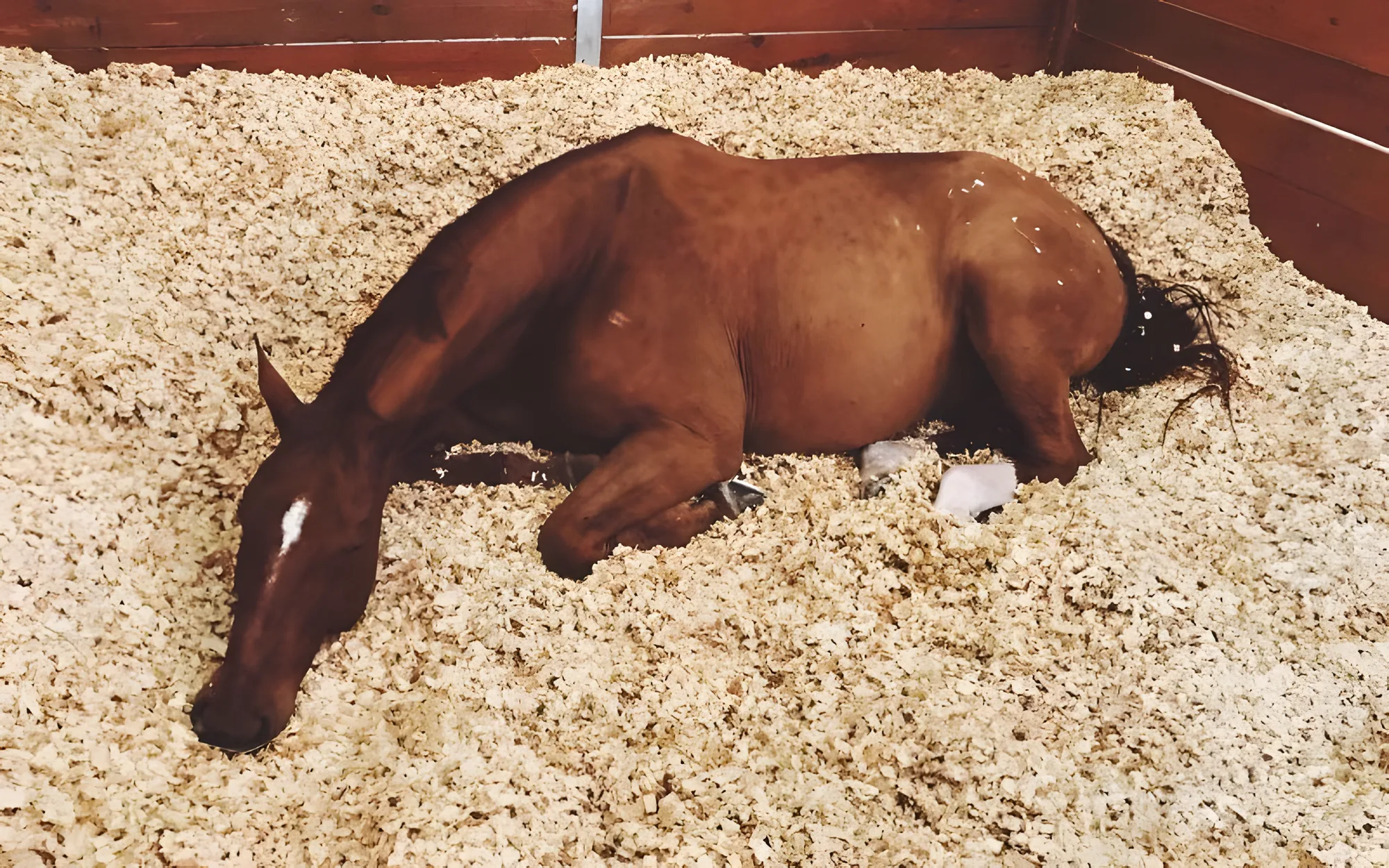 Cama para cavalos