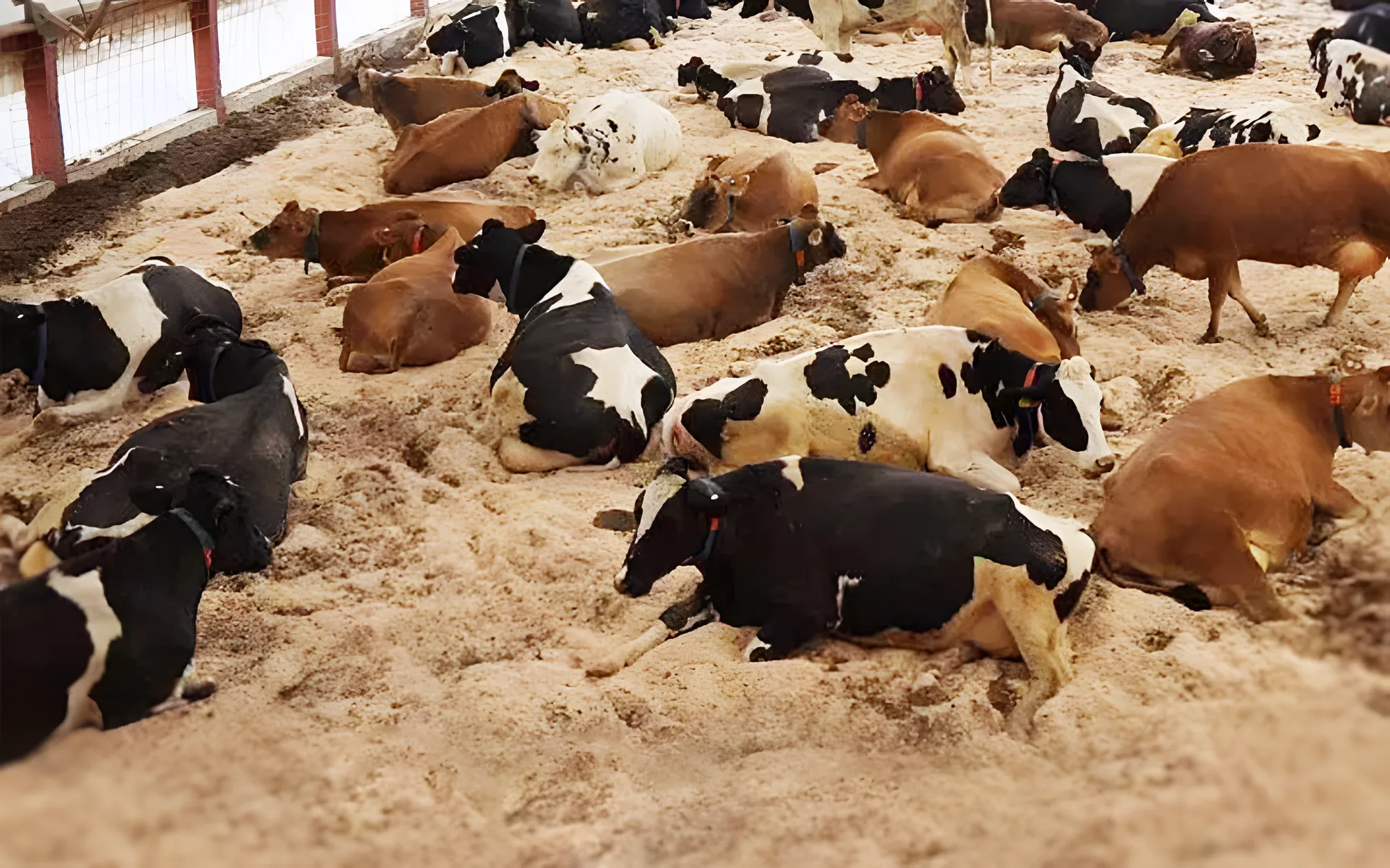 Compost barn